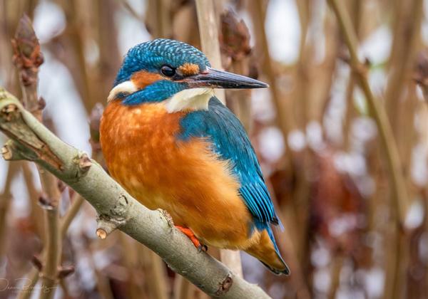 Eisvogel-Paderborn_07.01.2024