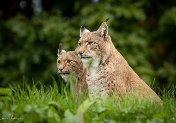 Tierpark-Anholter-Schweiz