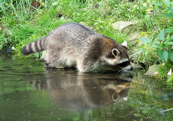 Tierpark-Nadermann