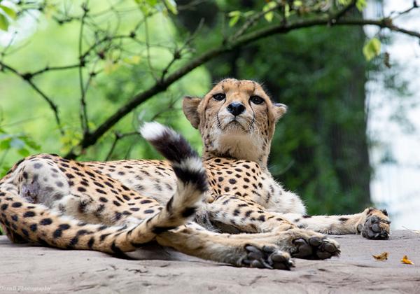 Zoo-Dresden