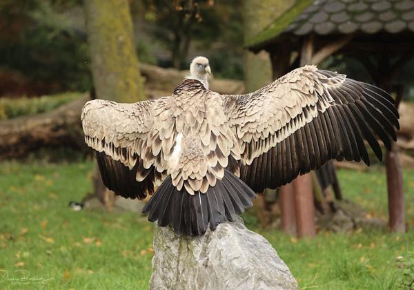 Zoo-Duisburg