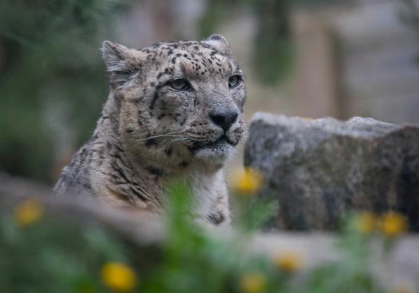 Zoo-Frankreich