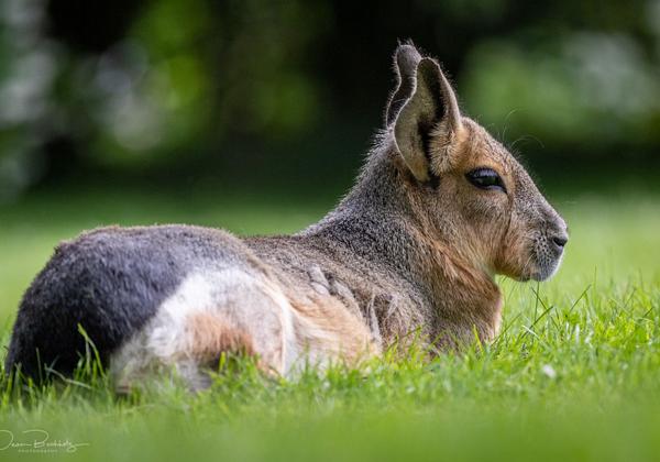 Zoo-Hamburg