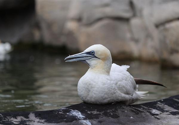 Zoo-am-Meer